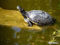养乌龟一定要晒背？这要区分不同情况，春季晒背容易使宠物龟生病或死亡，给龟晒太阳应慎重