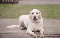 宠物狗尿路感染吃什么药有效吗？