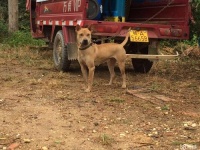 沙皮犬怀孕了吃什么最好？（以宠物为主的备孕食谱分享）