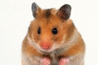 仓鼠粮怎么自配（自配粮制作教程）