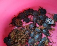 黄沙鳖的饲养方法（从选购到饲养一条龙服务，让你轻松养鳖）