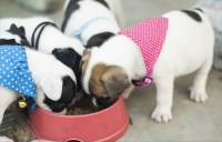 狗粮喂多少合适 狗狗体重与食量对照表