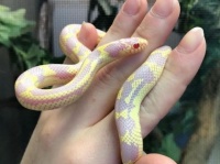 万州蛇类宠物品种丰富