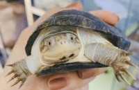 带你了解，西非侧颈盒龟饲养温度有什么要求呢？