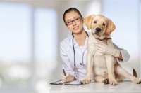 如何以卓越服务赢得宠物主人的心？单体宠物医院的秘诀！