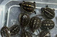 暴跌还是持续上涨？2024是蛋龟市场的大考之年！