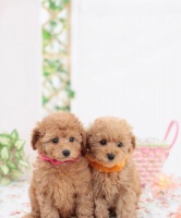 探索泰迪品种的奇妙世界（了解泰迪犬的不同品种及特点）