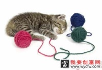 变废为宝，自己动手为猫咪做玩具