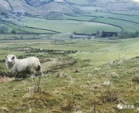 羊驼：素食界的肉食者