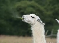 巧用羊驼喜爱草食特性，设草堆诱其入室。