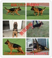博湖县德国牧羊犬养殖基地多少钱一只
