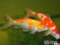 哈尔滨锦鲤电话