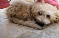 因主人不负责任的行为，宠物狗遭遇车祸被遗弃，狗狗：主人，好痛