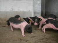 巴马小型猪简介