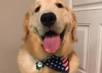 狗狗越是这样做，其实越爱你，别傻傻不懂