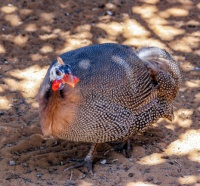 珍珠鸡育雏期如何饲养管理