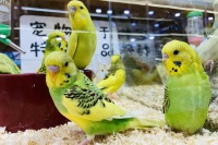 哪些宠物鸟值得入手 十大值得养的宠物鸟 你想养哪一只→买购APP