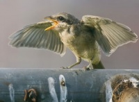 伯劳鸟品种大全，你家有吗？