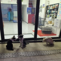 家庭伴侣犬行为习惯培养~训狗~训犬