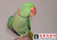 亚历山大鹦鹉简介