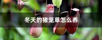 冬天的猪笼草怎么养，养在室内还是室外