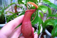 猪笼草靠什么昆虫传粉,怎么分辨雌雄