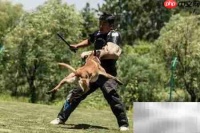 如何选择优质训犬师培训学校