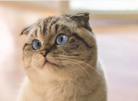 折耳猫一定会发病吗(折耳猫发病预防护理方法)