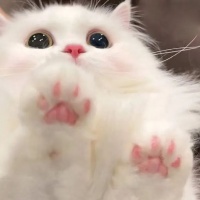 可爱的猫猫图片 可爱猫头像萌萌哒图片