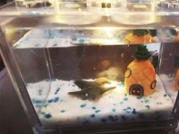 厦门：工位宠物经济悄然兴起