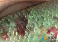 常见水生动物疾病有哪些？