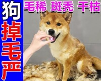 狗狗毛发快速生长的关键（狗狗毛发生长所需的关键元素及饮食建议）