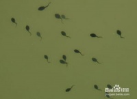 宠物蝌蚪饮食解析