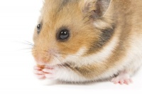 打仓鼠的脑袋会死吗（会怎么样）