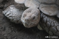 2023年世界龟鳖日的主题：我爱龟鳖