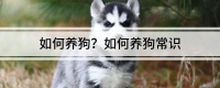 如何养狗？如何养狗常识