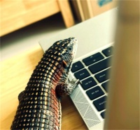 苏丹盾甲蜥蜴饲养指南：让你的宠物更健康！