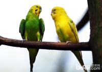 灰鹦鹉训练方法