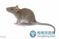 灭鼠公司分辨常见的三种老鼠类型【帮帮百科】