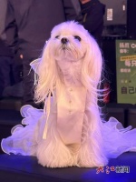 江西“00后”女生创业为宠物做定制服装