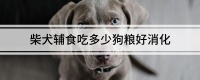 柴犬辅食吃多少狗粮好消化