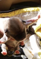 刚出生的小狗每天需要喝多少奶（宠物狗奶量和喂养方式的详细指南）