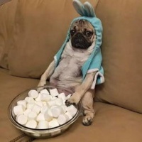 宠物狗肾衰竭怎么办呀