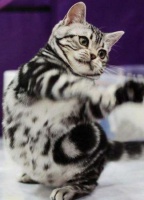 什么样的八字命理适合养宠物？有没有推荐的八字适合养什么类型的宠物？