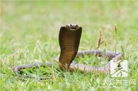 椒盐蛇肉的做法是什么？