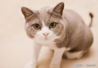 了解猫咪的日常清洁工作有哪些