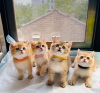 养猫注意事项，猫咪零食排行榜