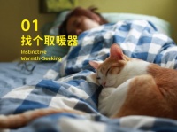 象乡宠物食品 | 秋季猫咪行为观察：温度变化引发依恋行为增强