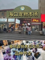 海口买英短蓝白猫哪里靠谱？海口这里买英短蓝白猫靠谱推荐，售后无忧！