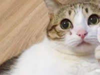 猫咪向主人“报恩”的行为，经常被主人误会！